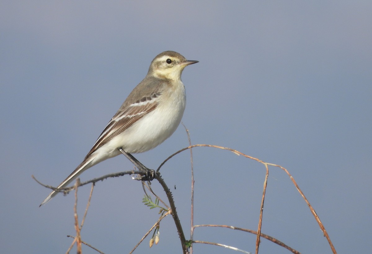 נחליאלי לימוני - ML647502979
