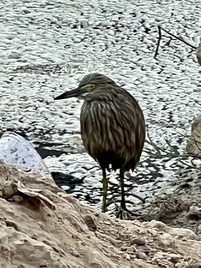 Indian Pond-Heron - ML647502987