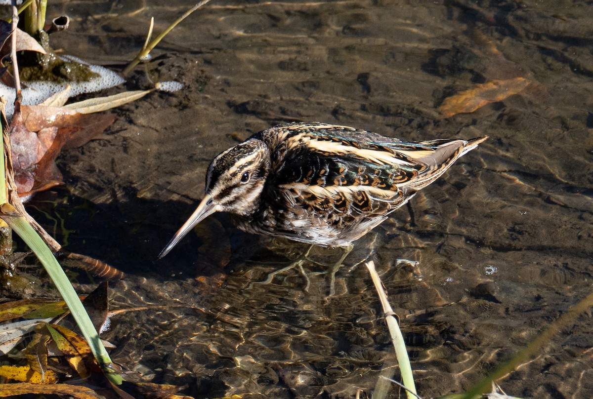 Jack Snipe - ML647503042