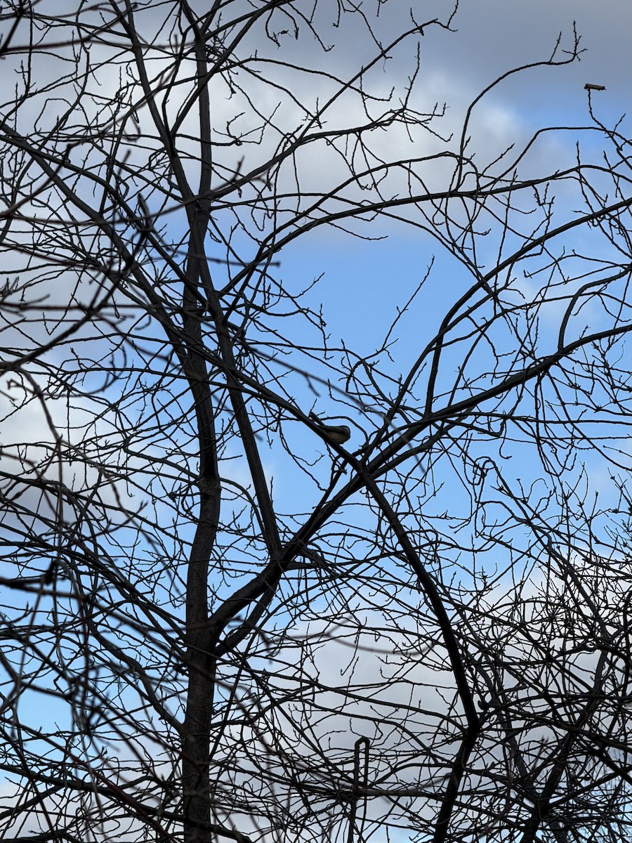 Black-capped Chickadee - ML647503054