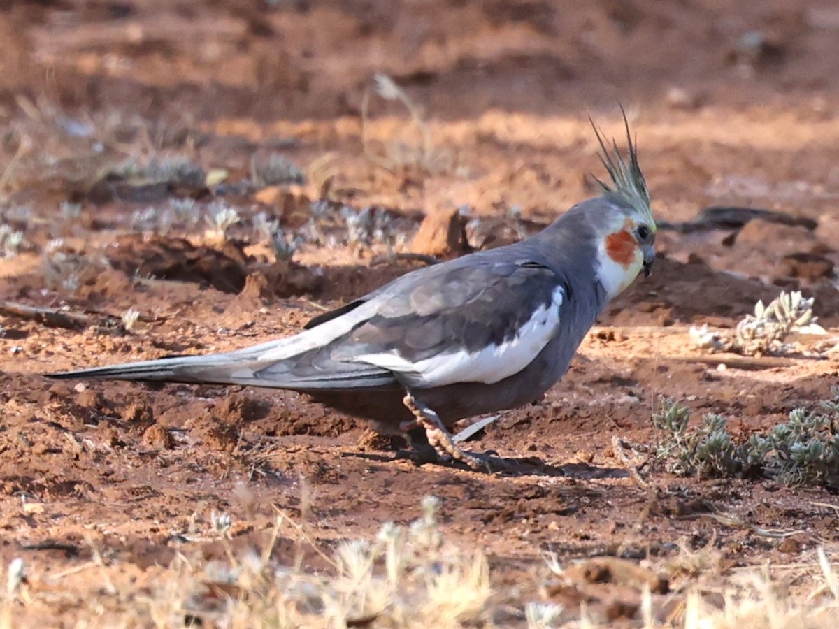 Cockatiel - ML647503076