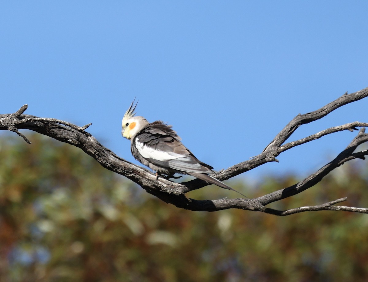 Cockatiel - ML647503077