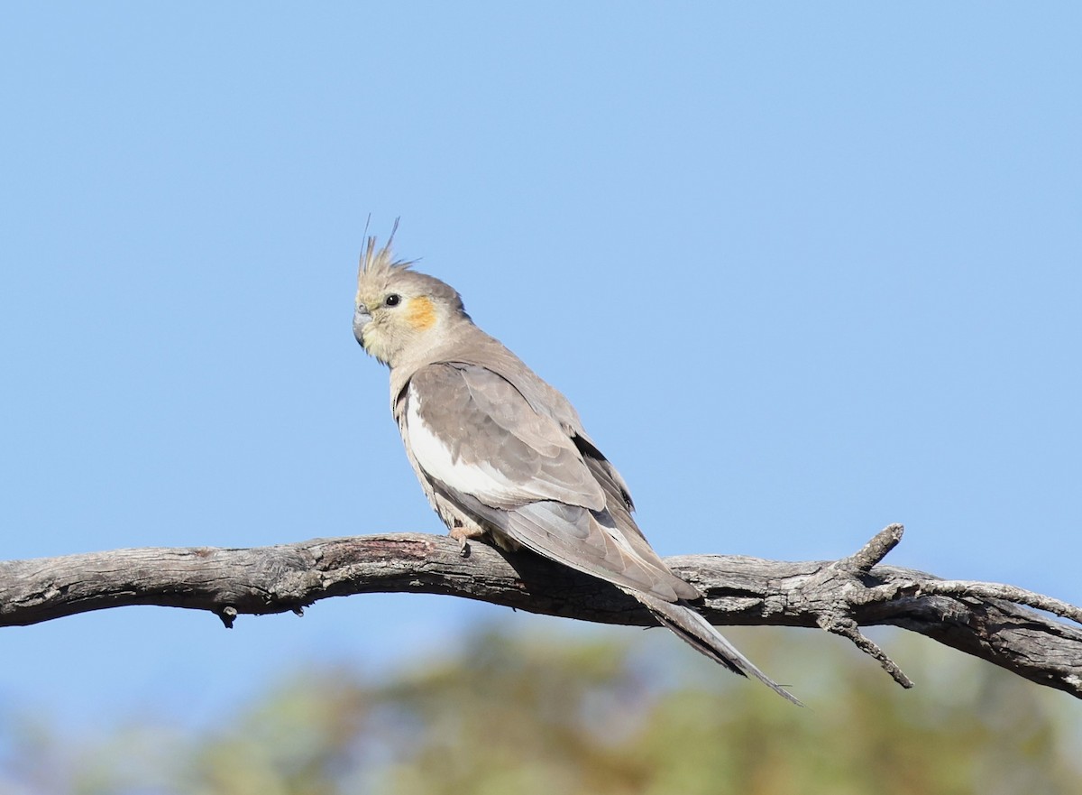 Cockatiel - ML647503078