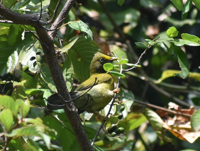 Gray-headed Bulbul - ML647503080
