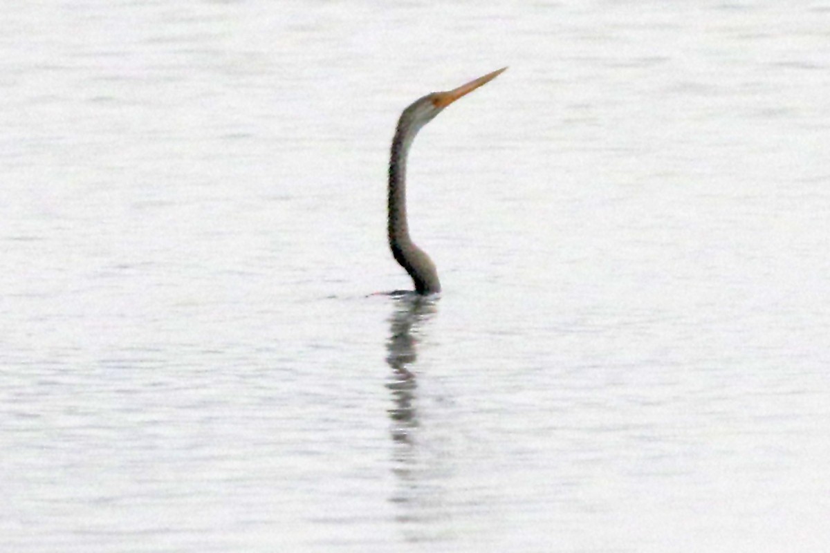 Doğu Yılanboyunu - ML647503093