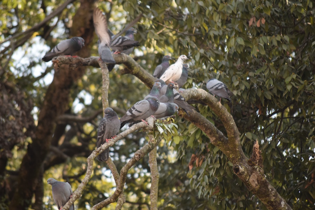 Kaya Güvercini (evcil tip) - ML647503108