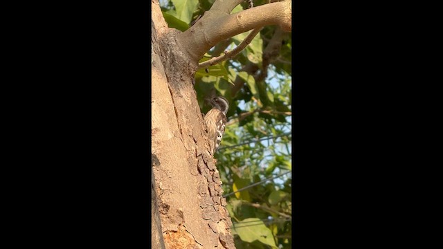 Brown-capped Pygmy Woodpecker - ML647503113