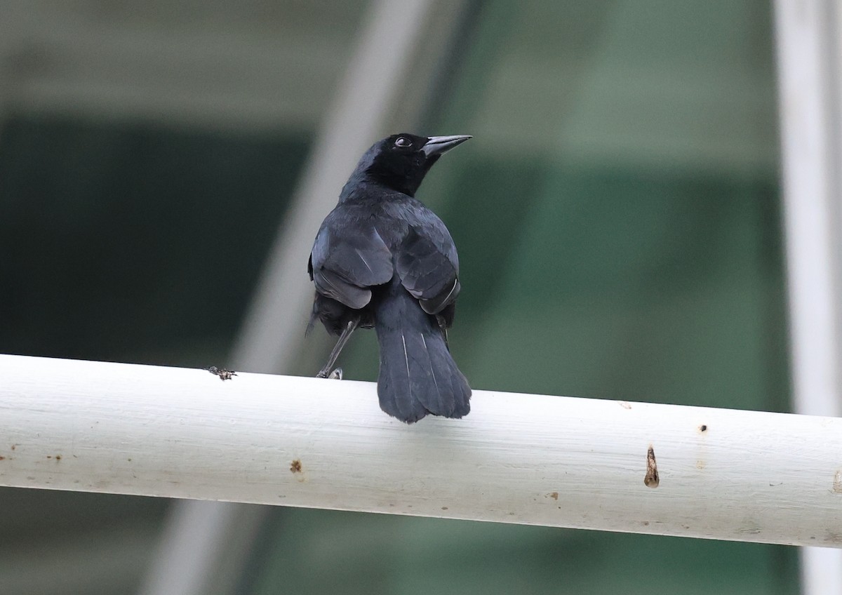 Scrub Blackbird - ML647503125