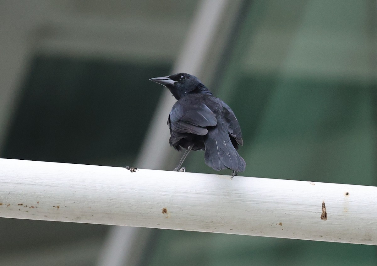 Scrub Blackbird - ML647503126