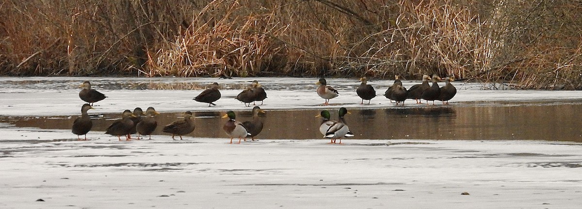 American Black Duck - ML647503153