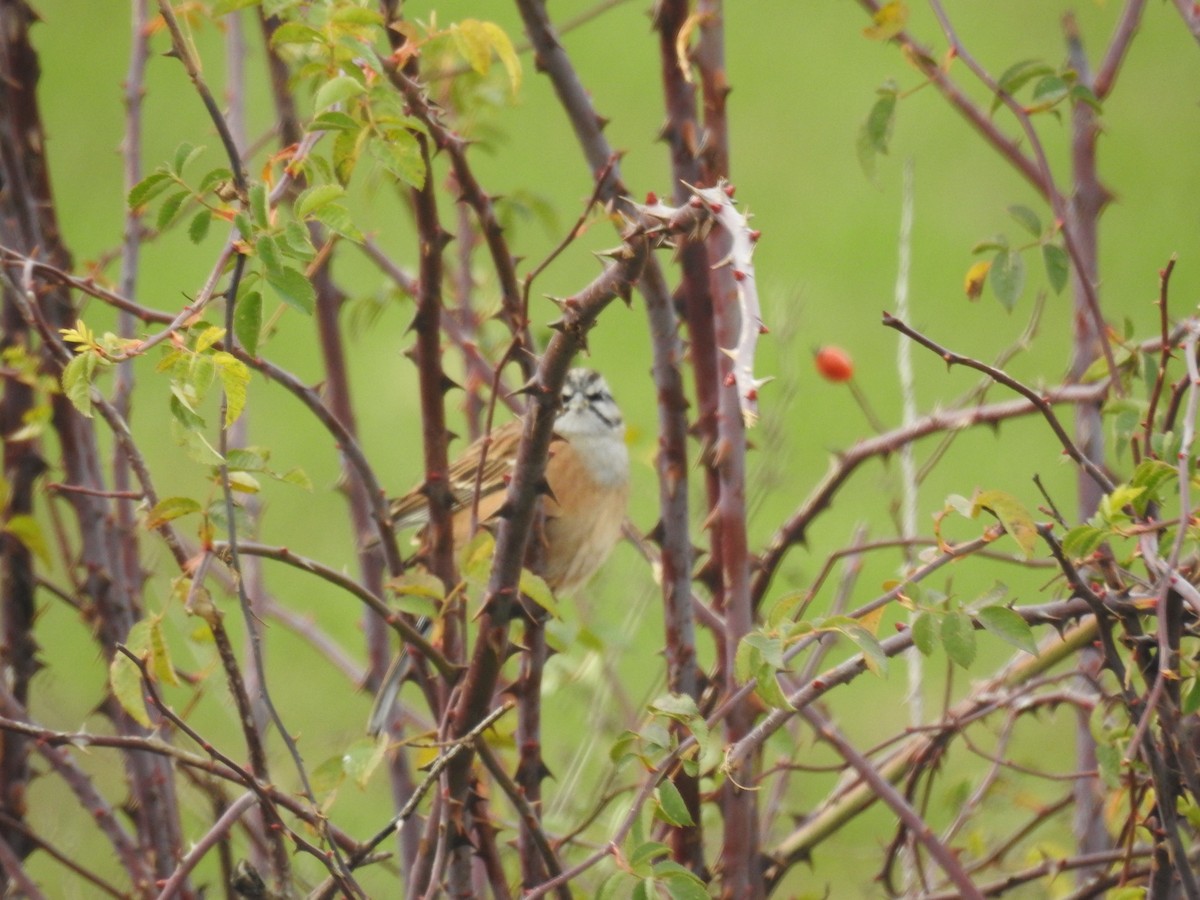 Rock Bunting - ML647503161