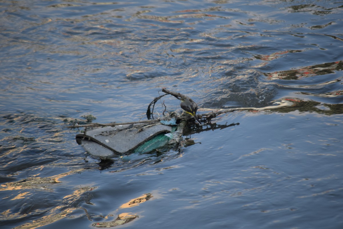 Gray Wagtail - ML647503162