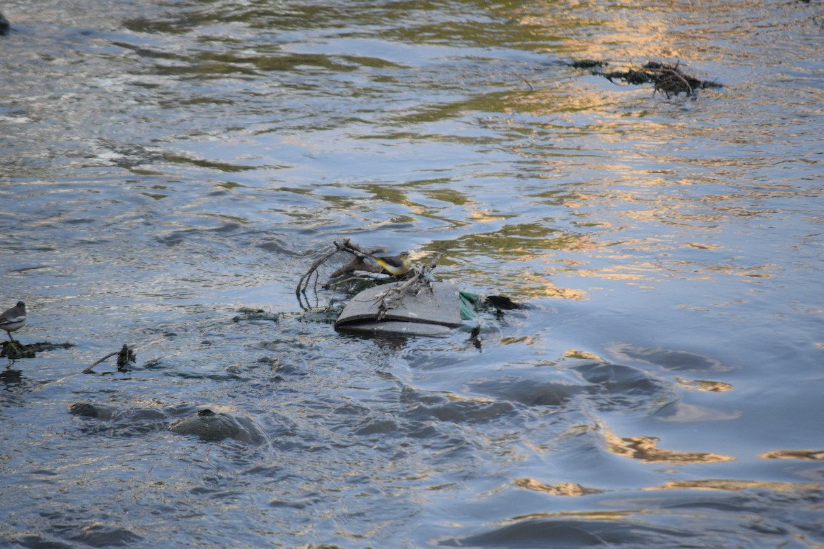 Gray Wagtail - ML647503163