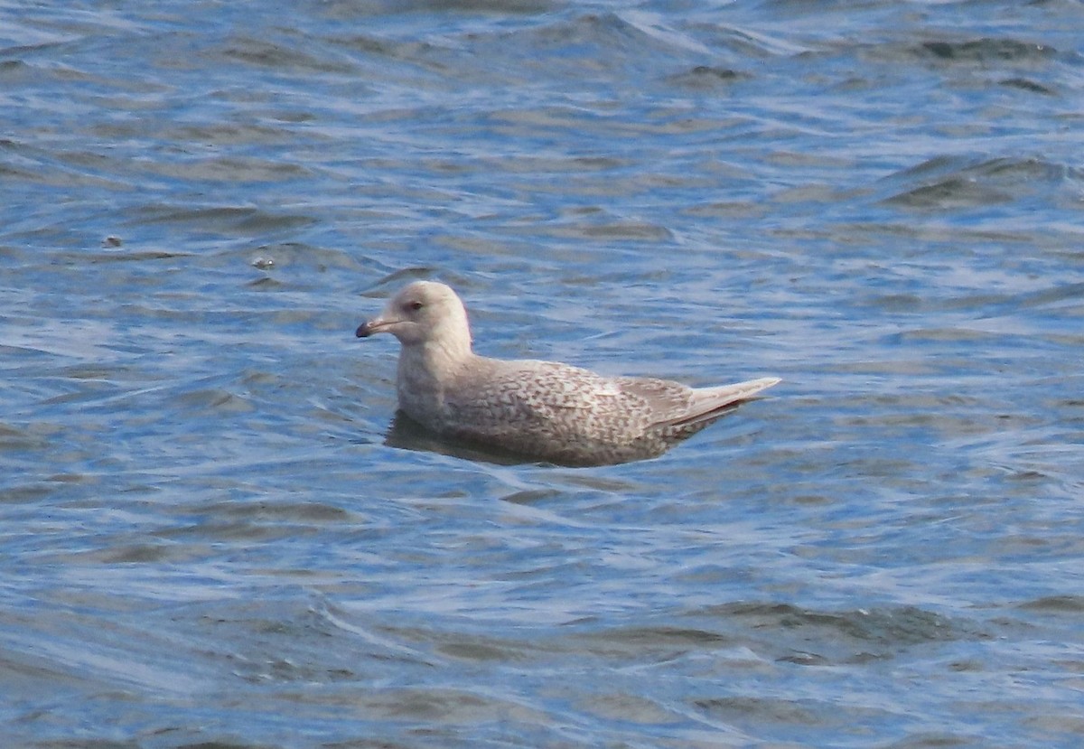 アイスランドカモメ - ML647503169