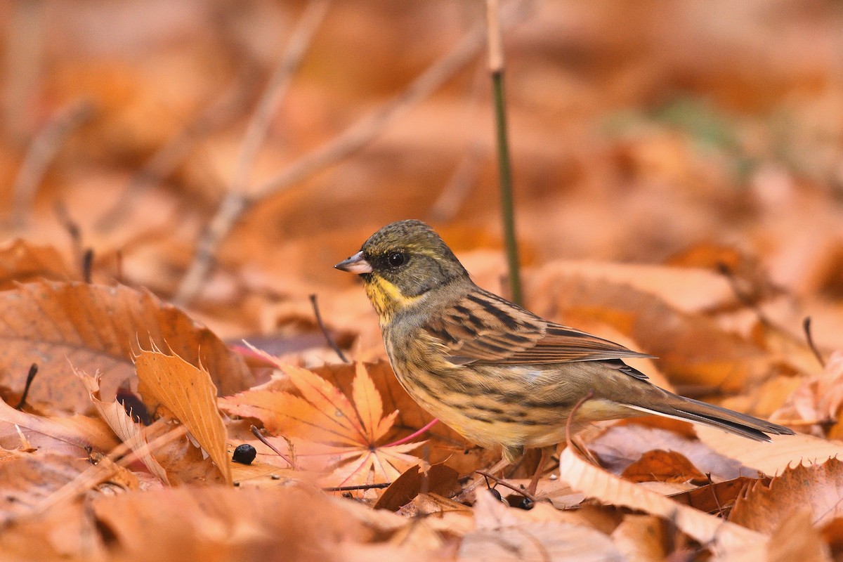 Masked Bunting - ML647503170