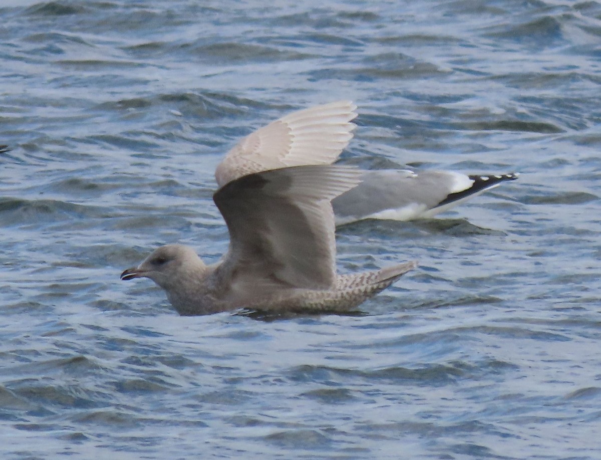 アイスランドカモメ - ML647503173