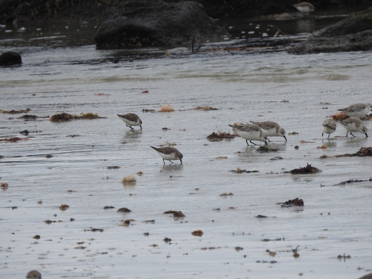 Sanderling - ML647503174