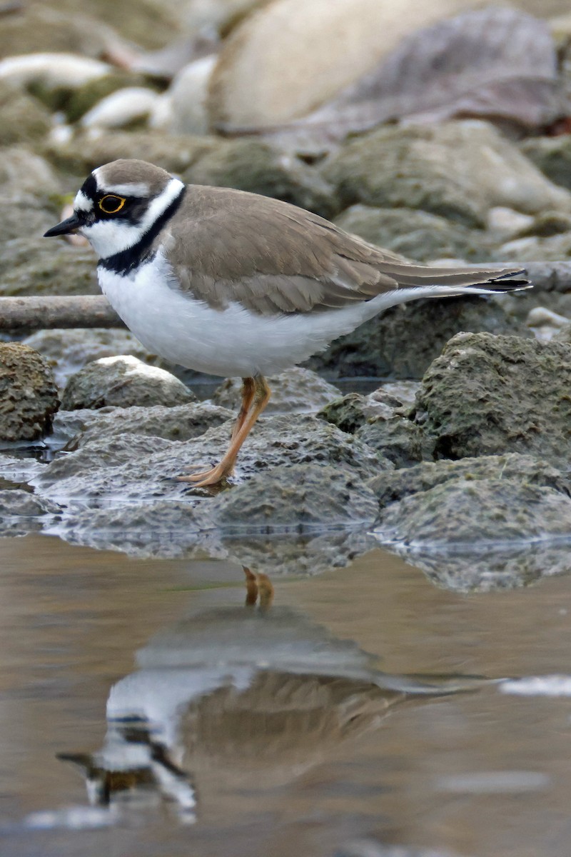 Little Ringed Plover - ML647503175