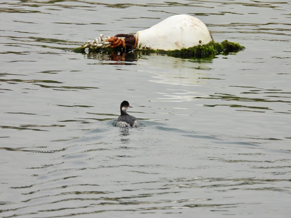 Eared Grebe - ML647503179