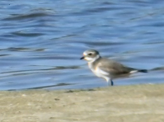Common Ringed Plover - ML647503180