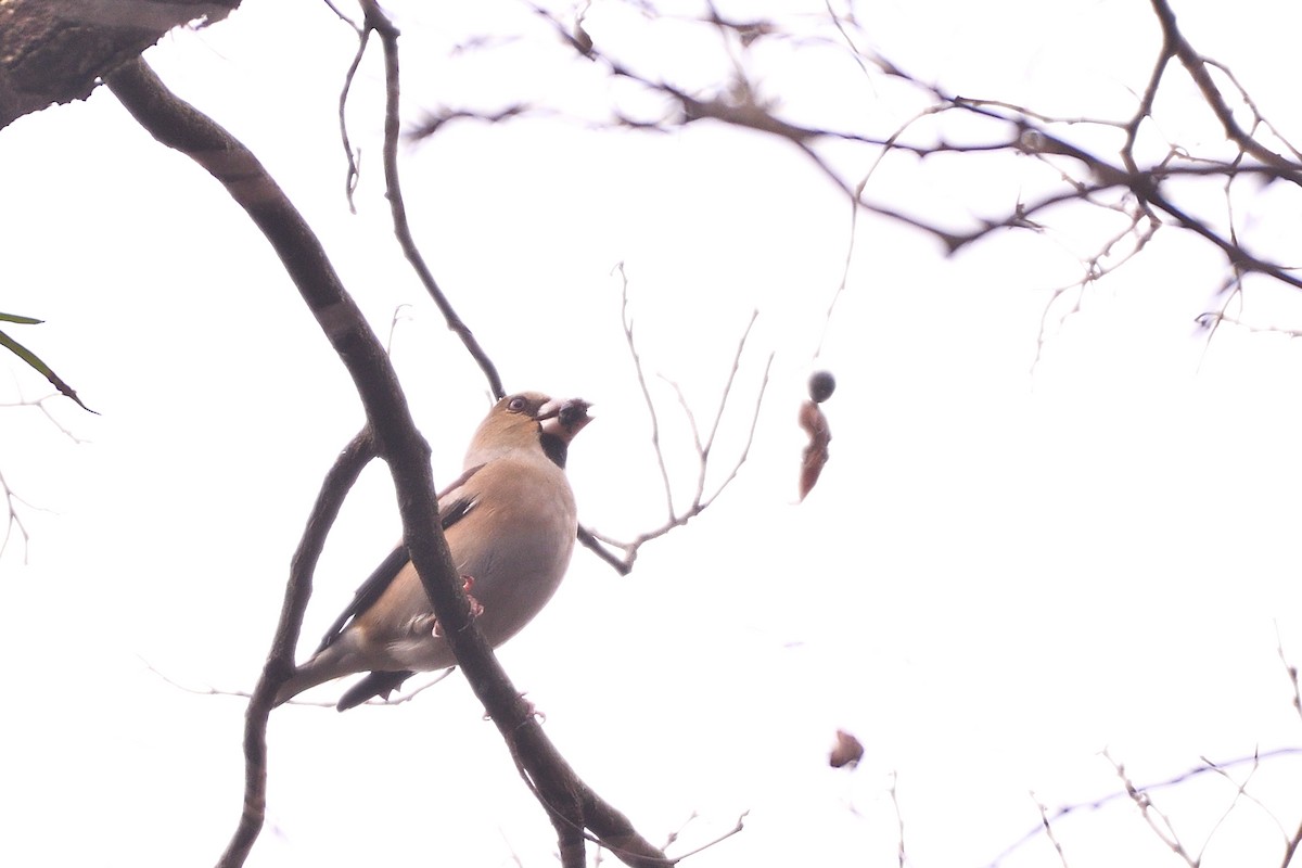 Hawfinch - ML647503181