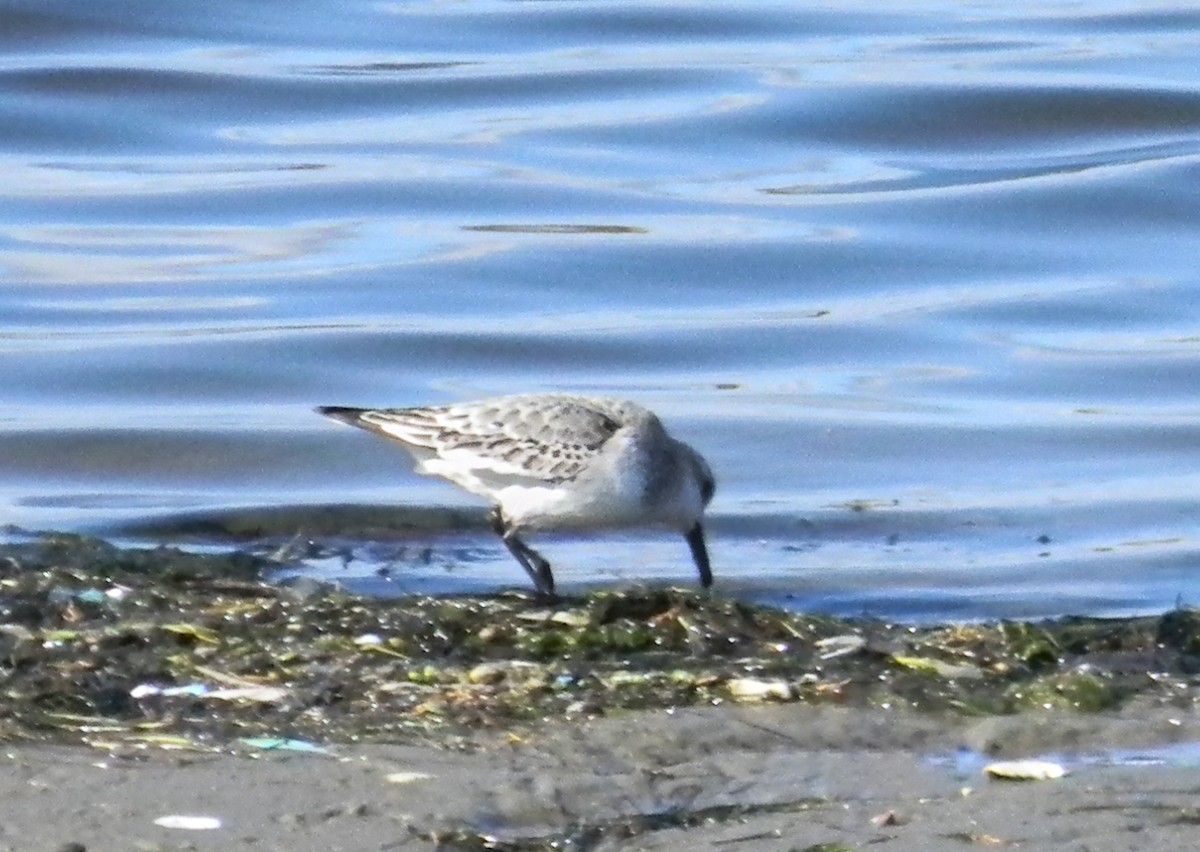 Sanderling - ML647503182