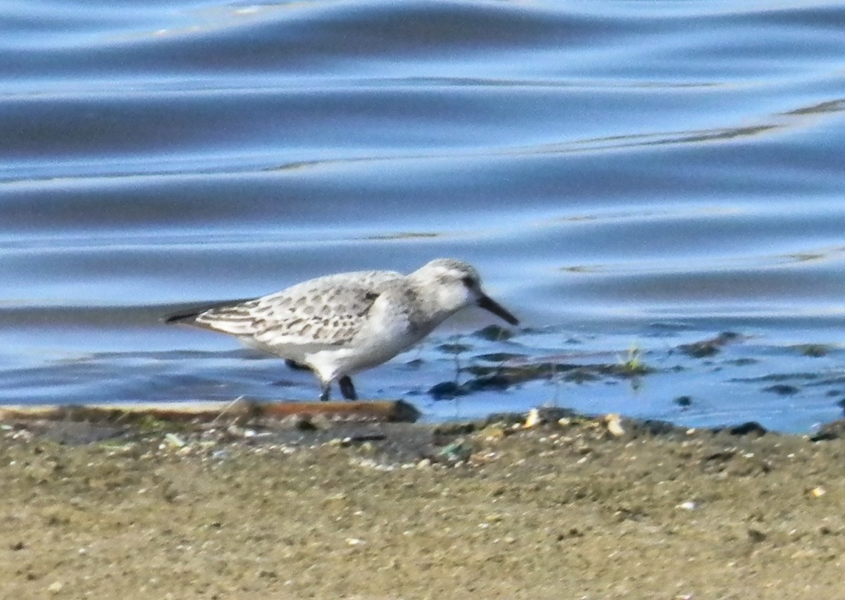 Sanderling - ML647503183