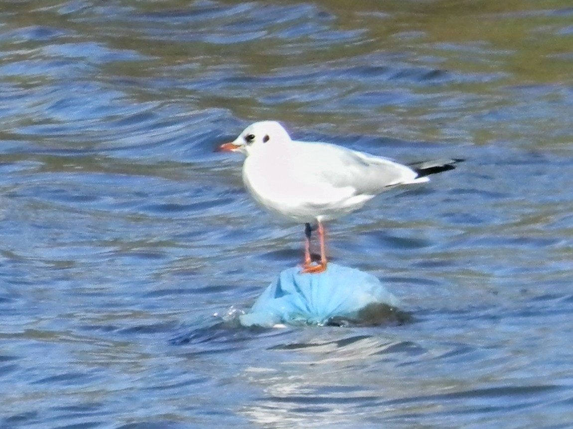 Black-headed Gull - ML647503184