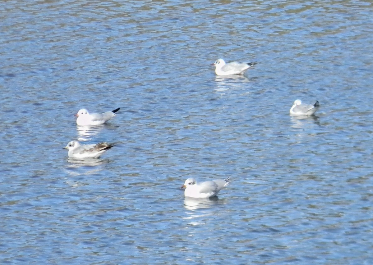 Black-headed Gull - ML647503185