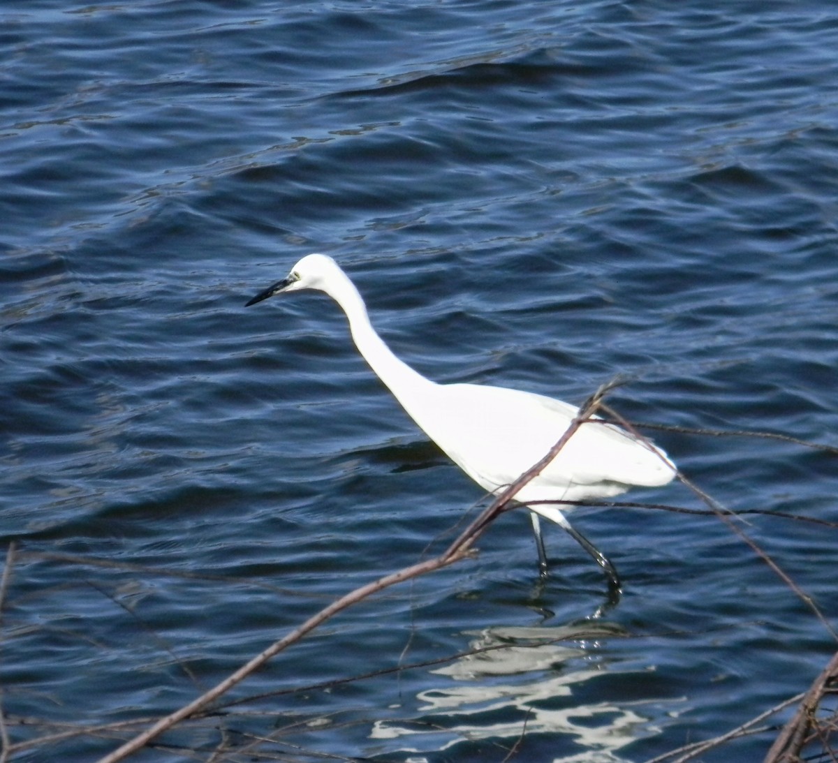 Little Egret (Western) - ML647503187