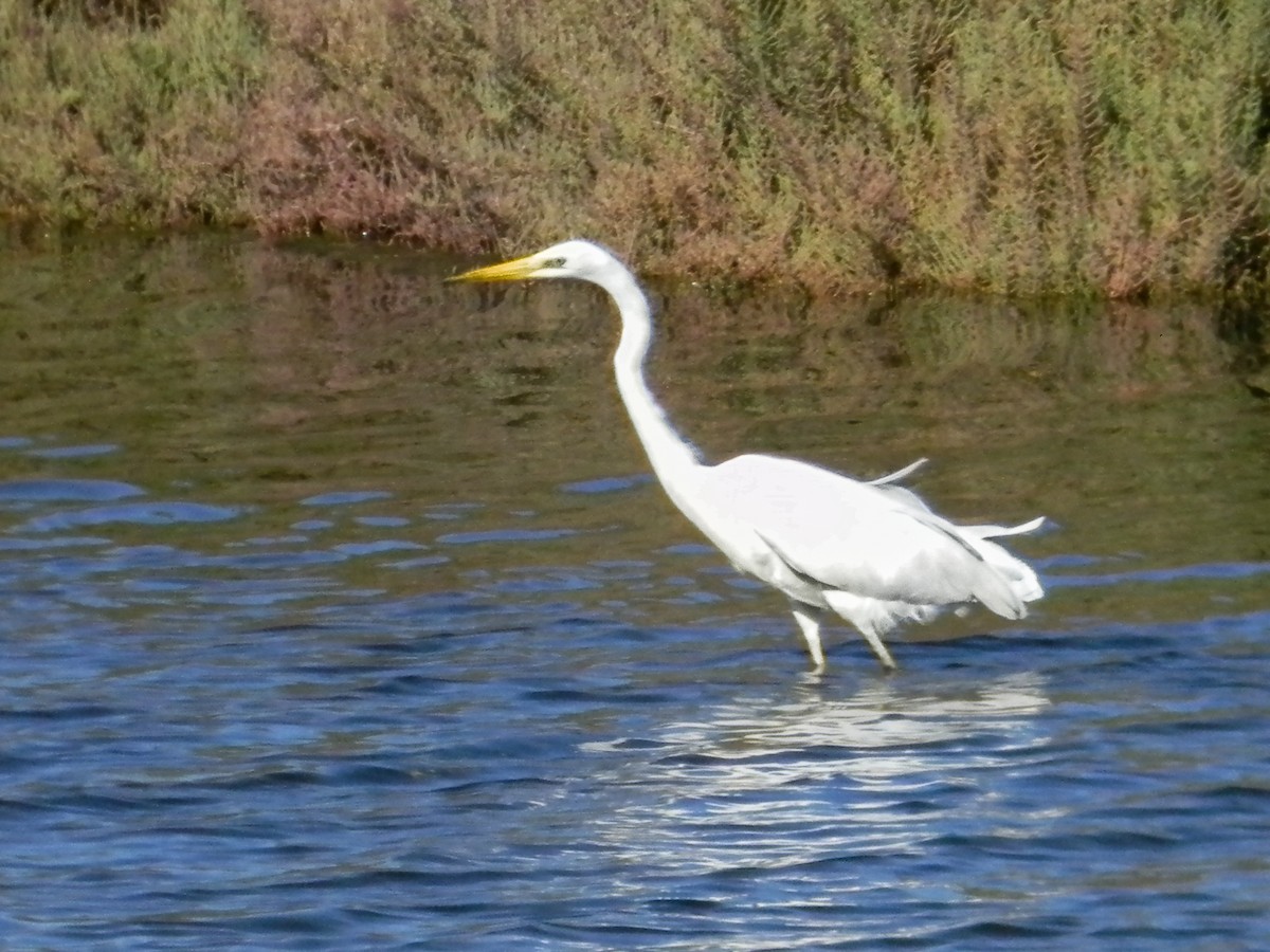 Great Egret (alba) - ML647503188