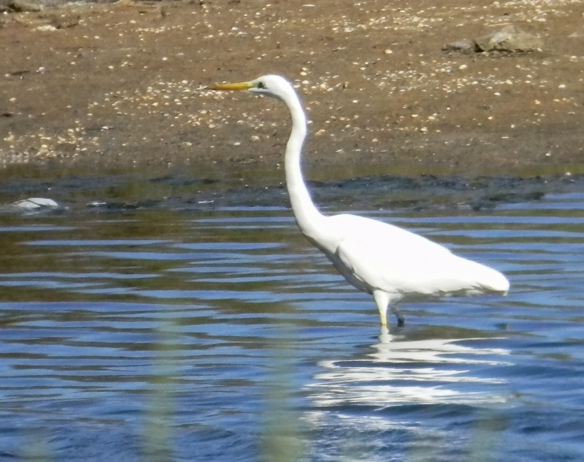 Great Egret (alba) - ML647503189