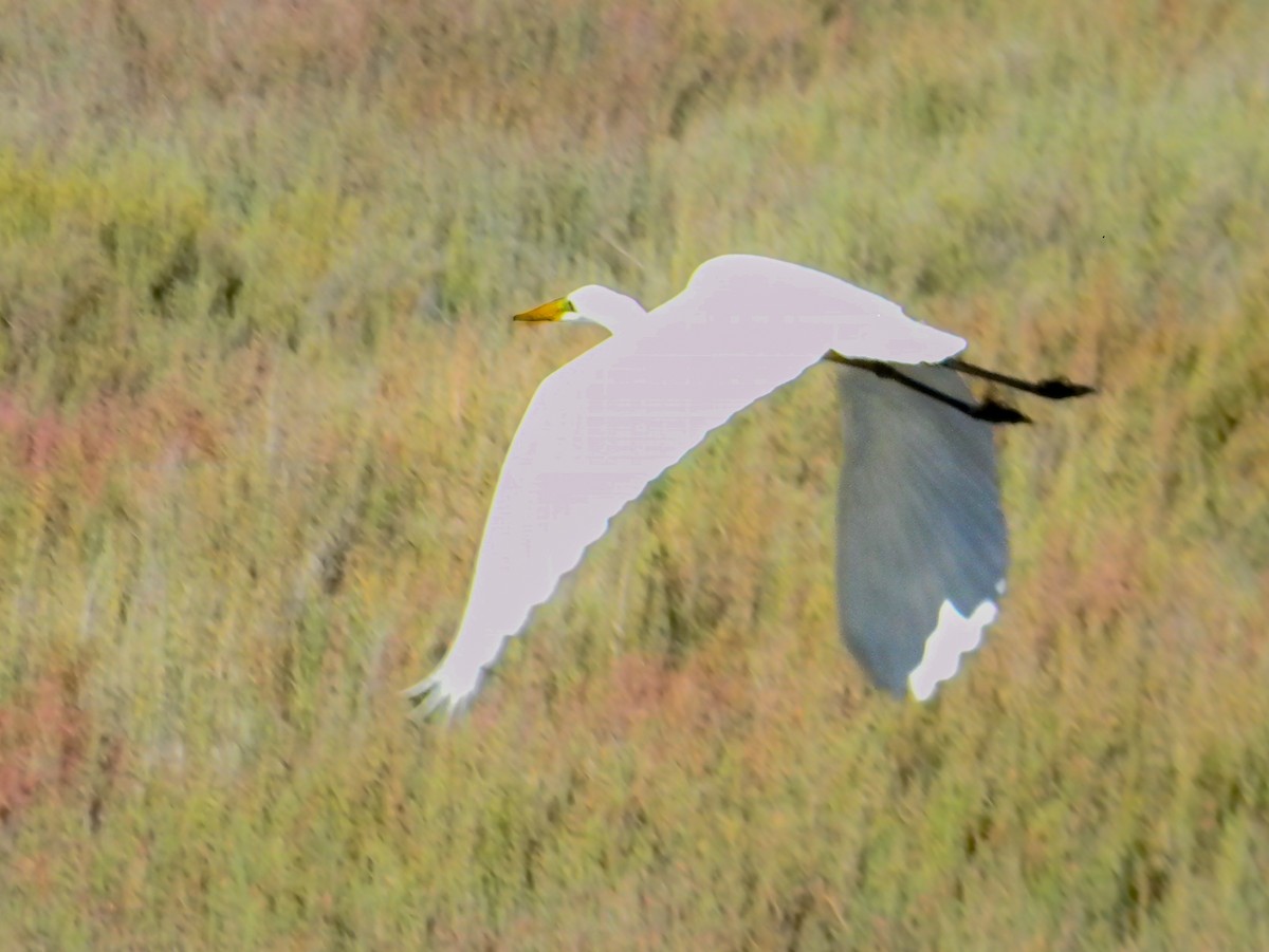 Great Egret (alba) - ML647503190