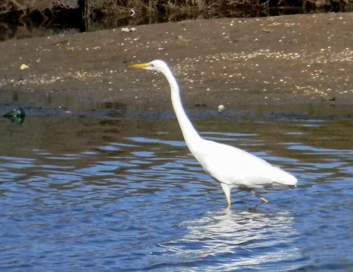 Great Egret (alba) - ML647503191