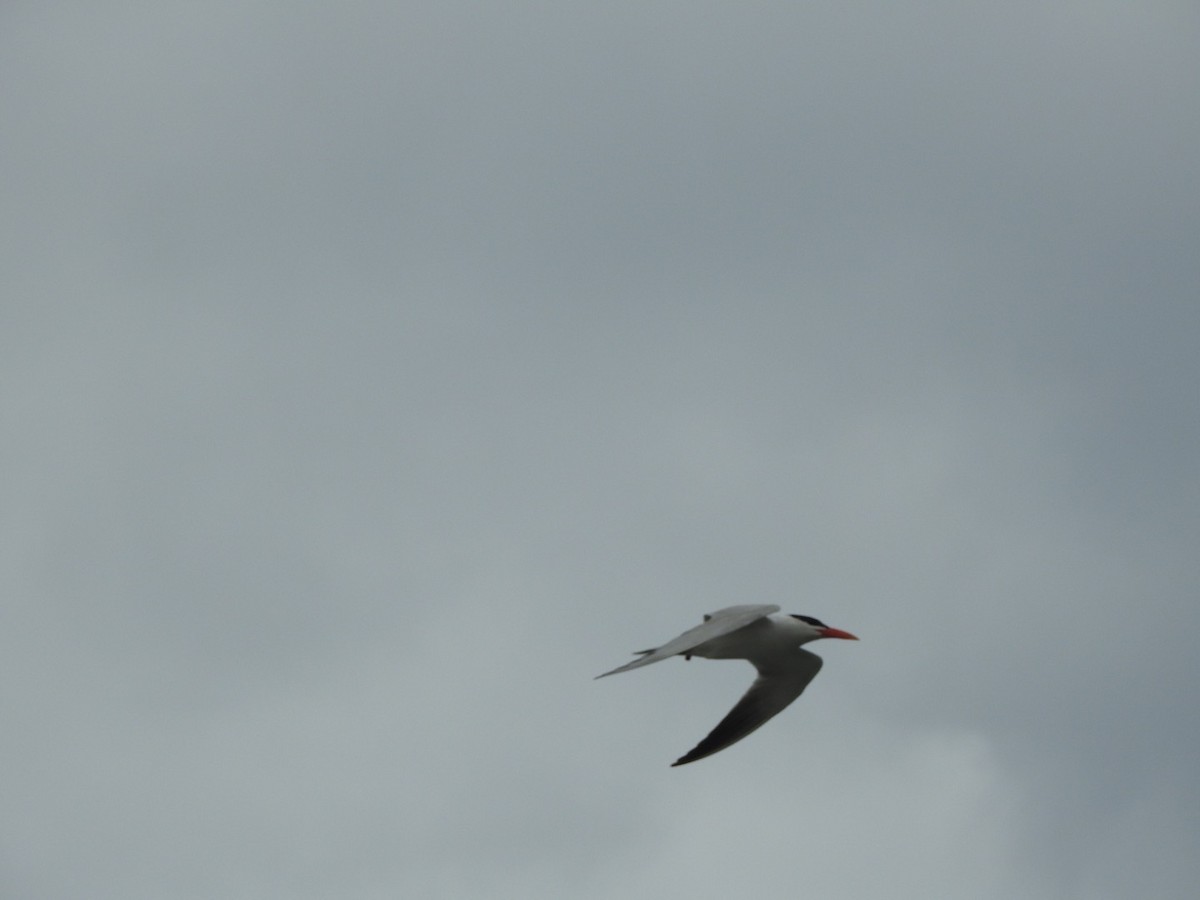 Caspian Tern - ML647503192