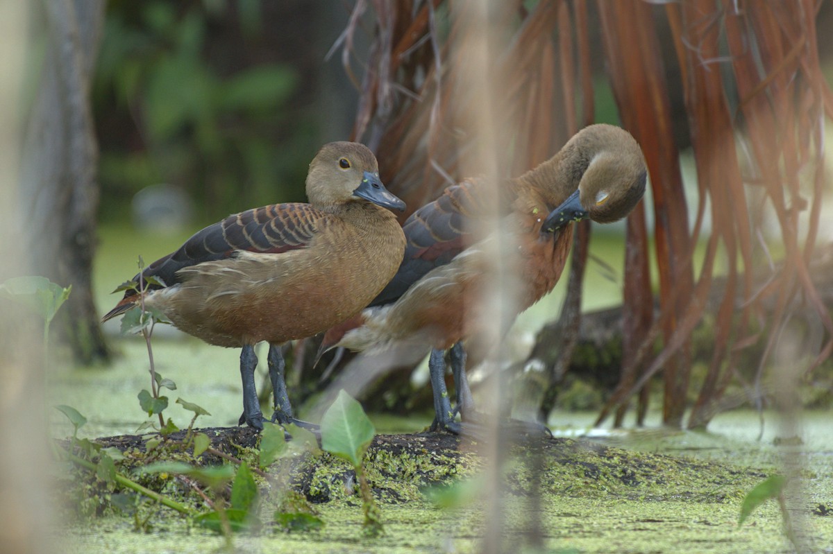Lesser Whistling-Duck - ML647503193