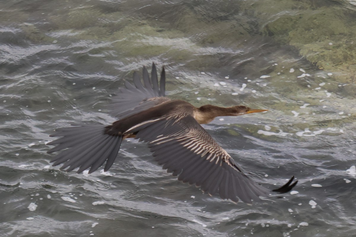 Australasian Darter - ML647503194