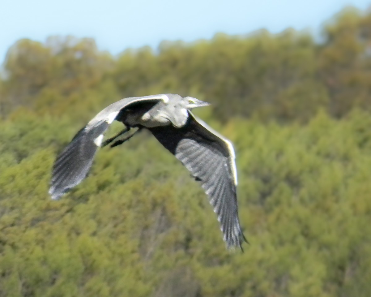 Gray Heron (Gray) - ML647503196