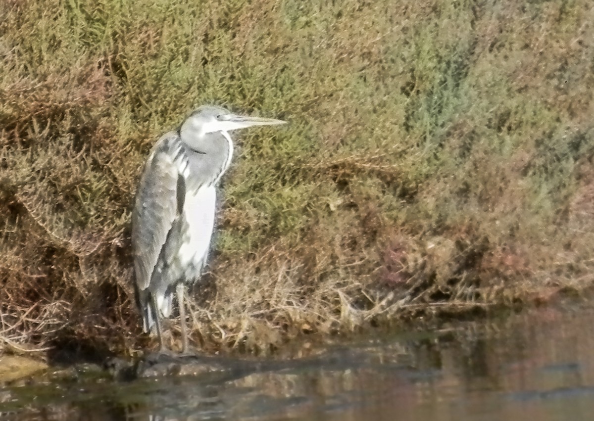 Gray Heron (Gray) - ML647503197