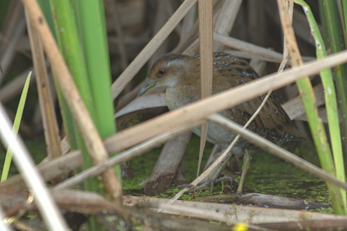Baillon's Crake - ML647503198