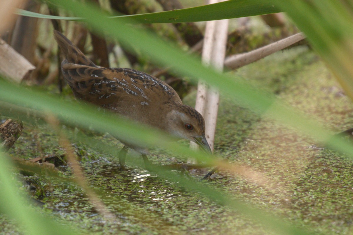 Baillon's Crake - ML647503200