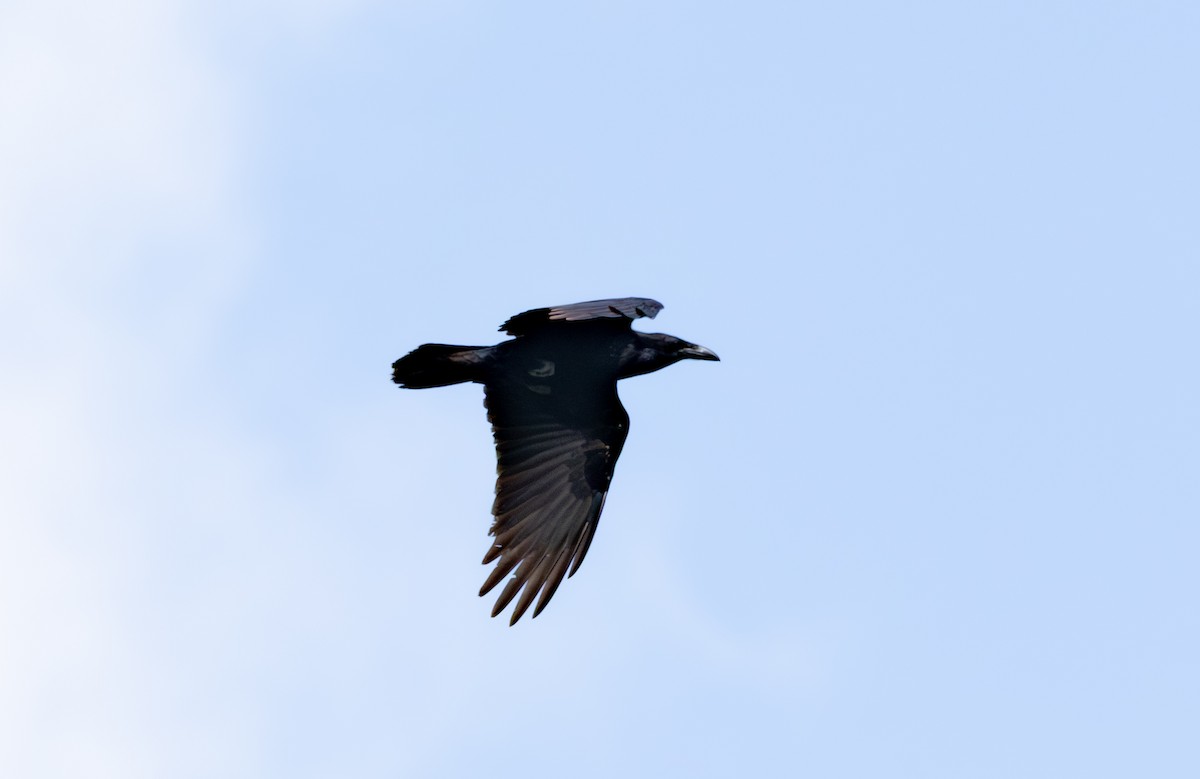 Common Raven - ML647503201