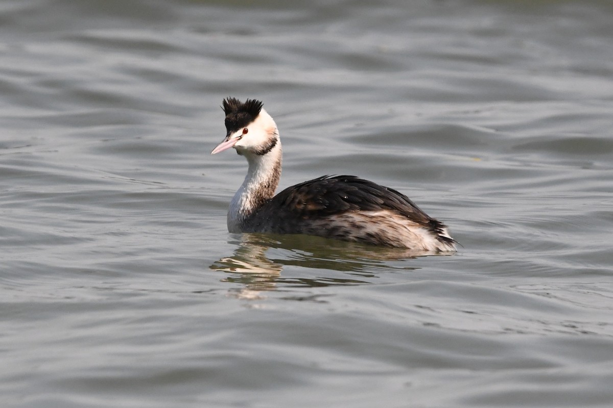 Great Crested Grebe - ML647503202
