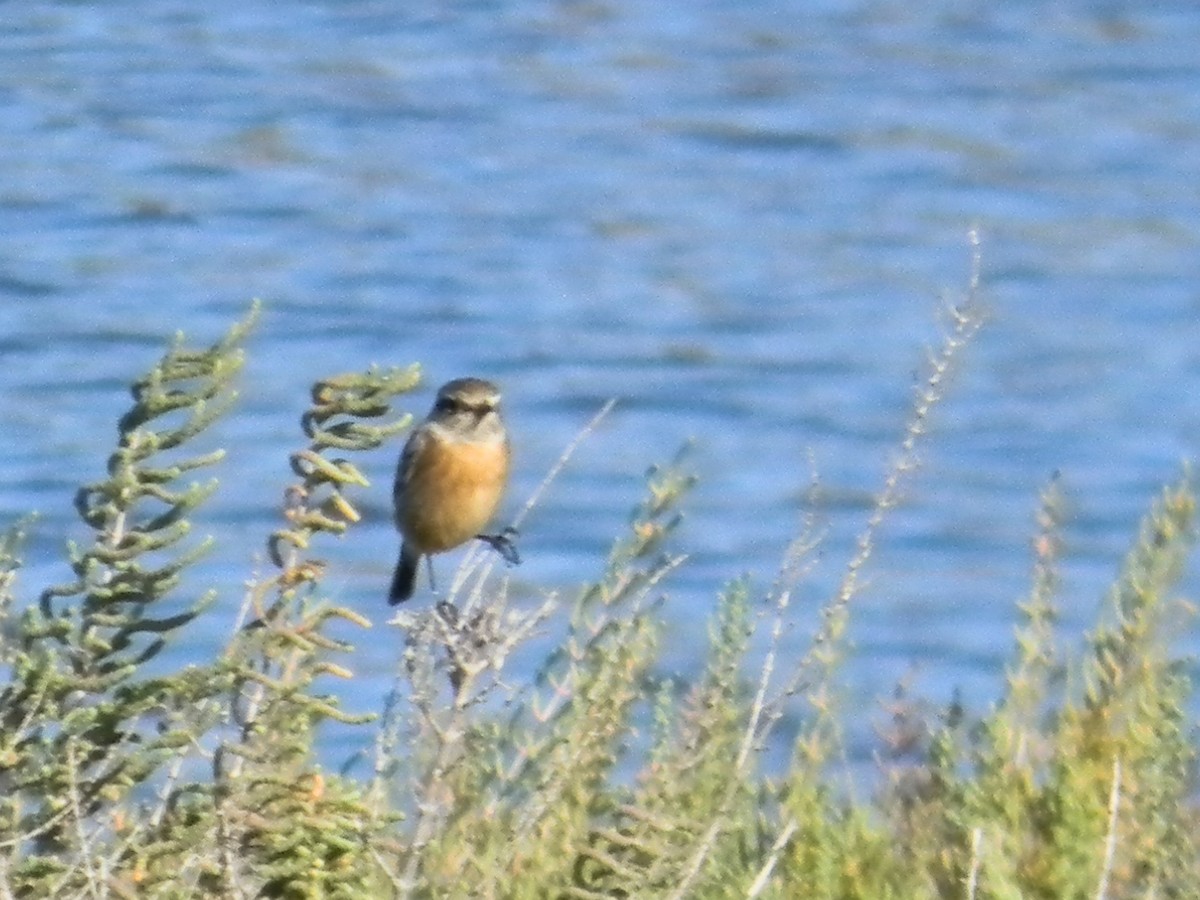 European Stonechat - ML647503204