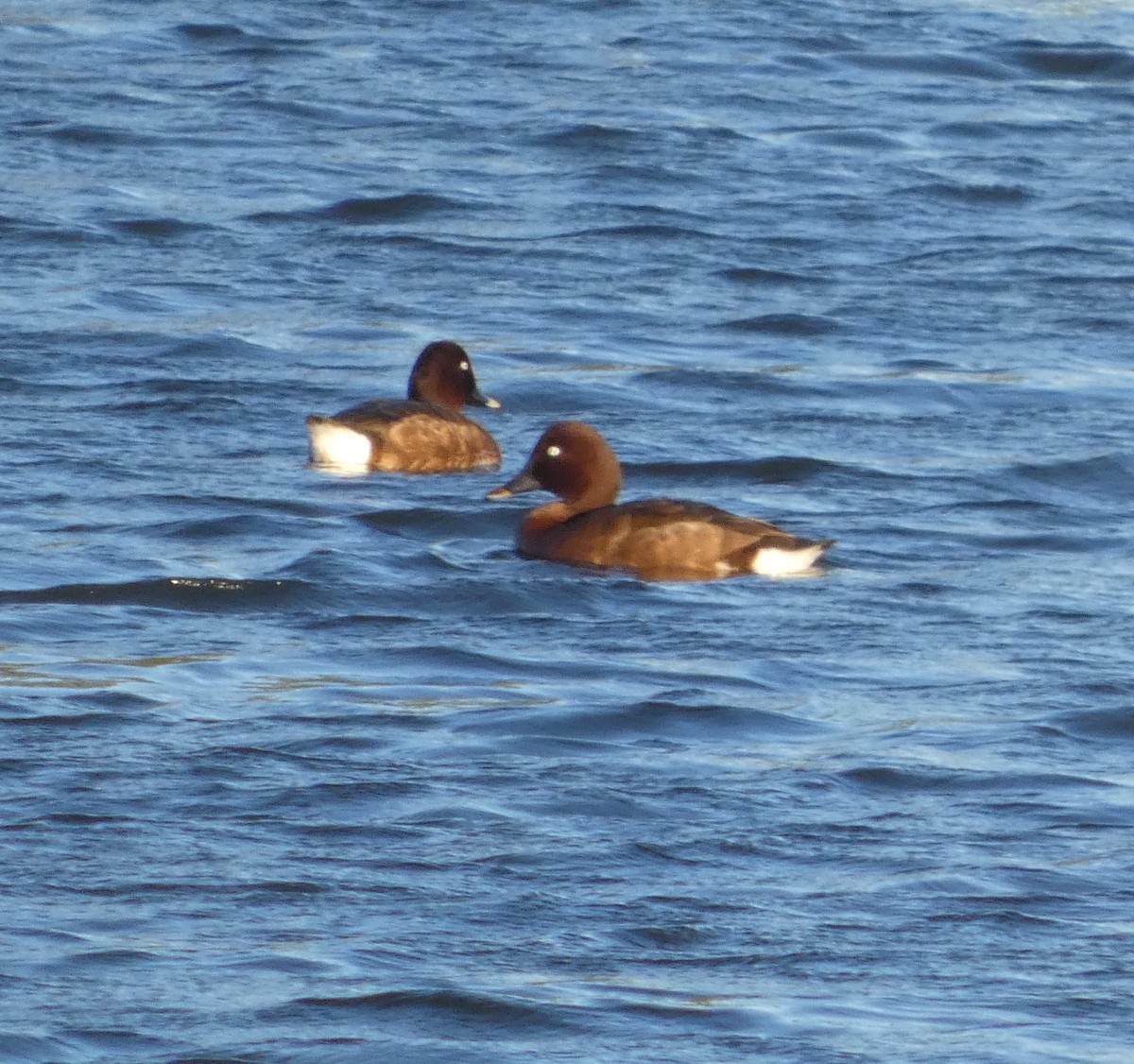 Hardhead - ML647503213