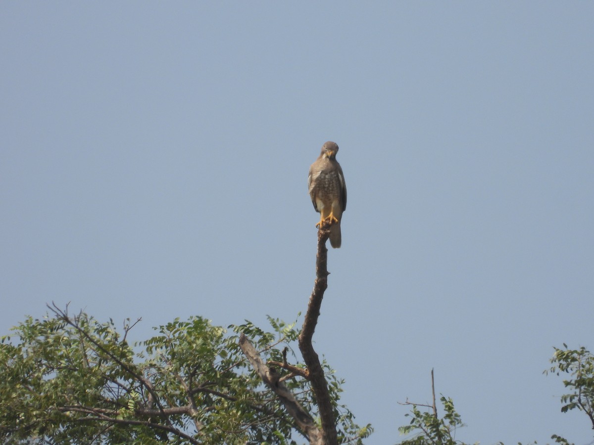 White-eyed Buzzard - ML647503216