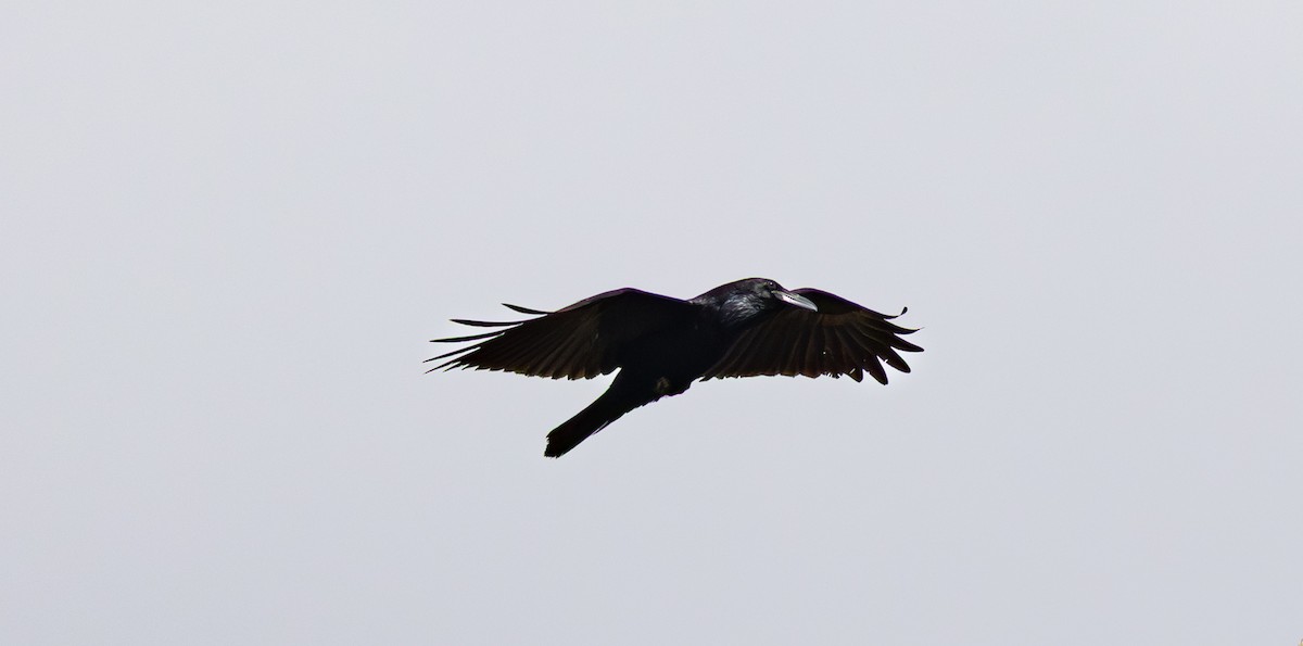 Common Raven - ML647503227