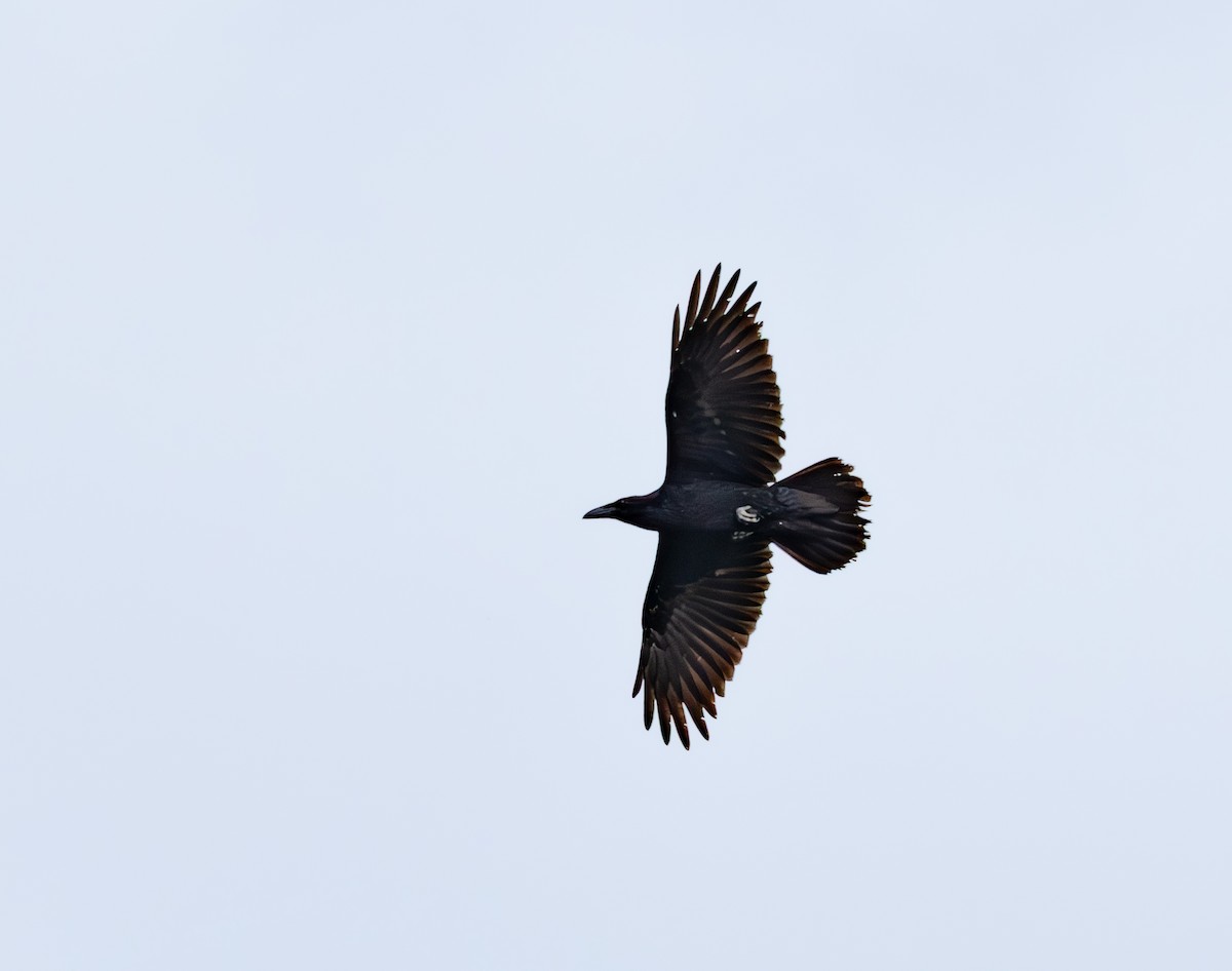 Common Raven - ML647503238
