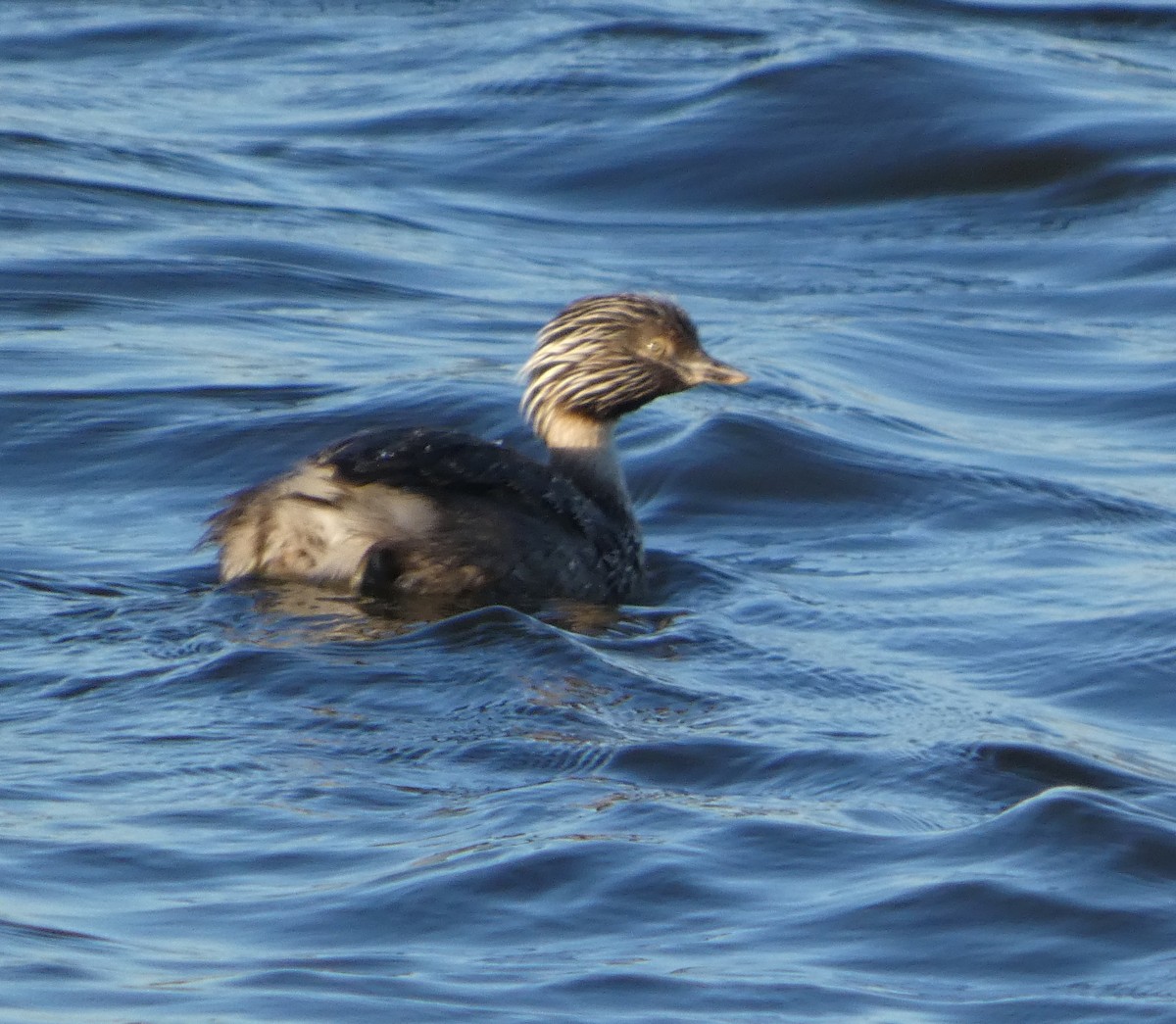 Hoary-headed Grebe - ML647503250