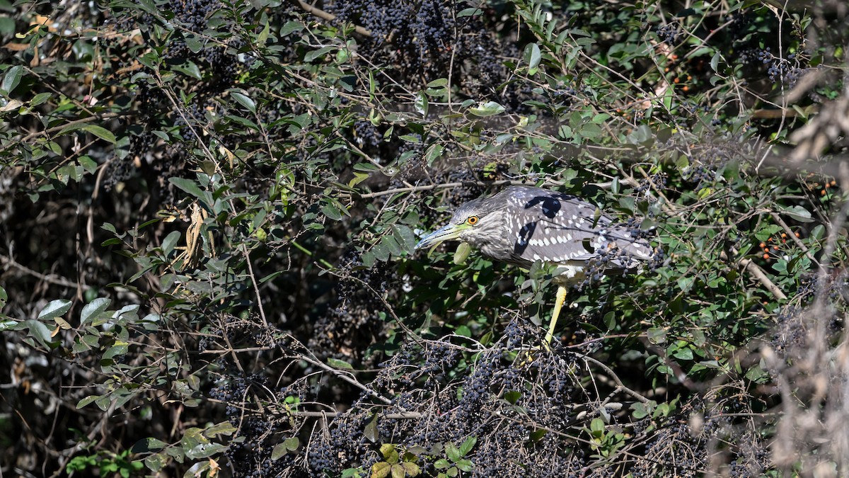 Black-crowned Night Heron - ML647503264